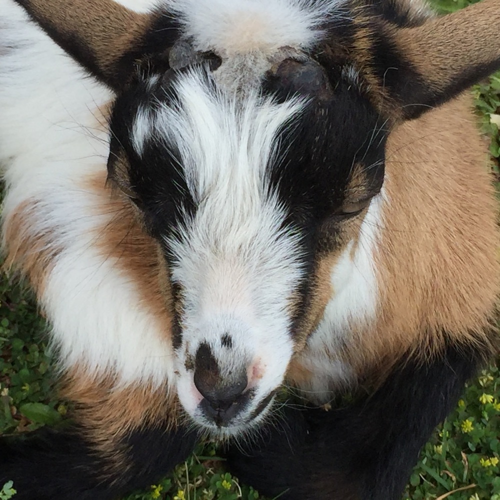 Meet your Posher, Elly